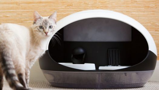 Smarter Büsi-Automat setzt Katze auf Diät 