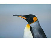 Pinguin / Linux