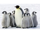 Linux-Pinguin