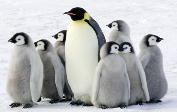 Linux-Pinguin 