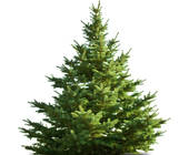 Tannenbaum