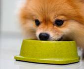 Hund frisst aus Napf