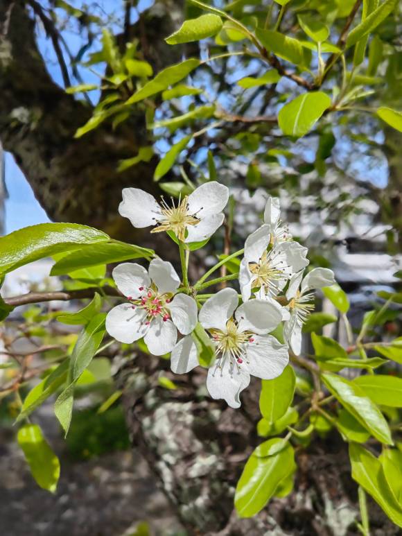 Beispielbild mit Bokeh-Modus zeigt Blüten an einem Obstbaum