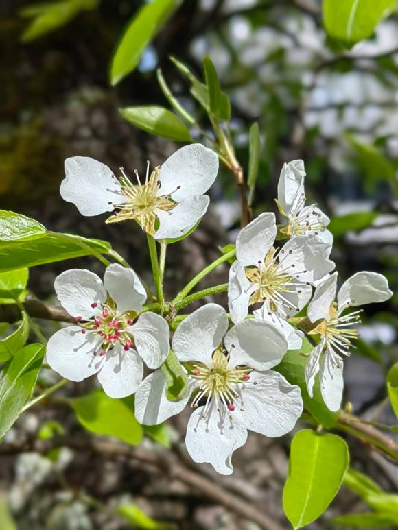 Tele-Aufnahme der P50 Pocket zeigt Blüten an einem Obstbaum