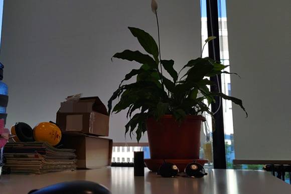 Einblatt-Pflanze auf Bürotisch 