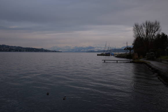 Landschaftsaufnahme, Zürichsee in Thalwil mit Hafen und Enten, verschneite Berge im Hintergrund