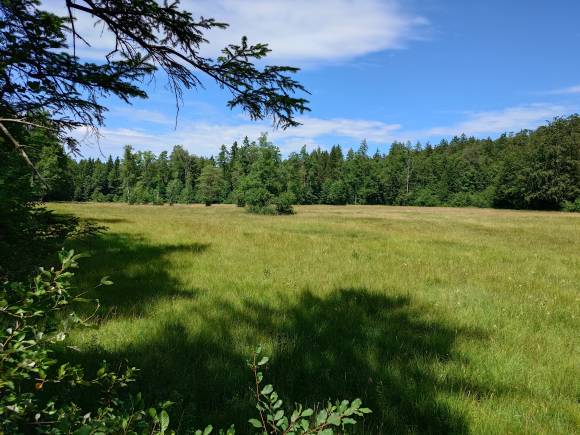 Landschaftsaufnahme Waldlichtung mit Moor