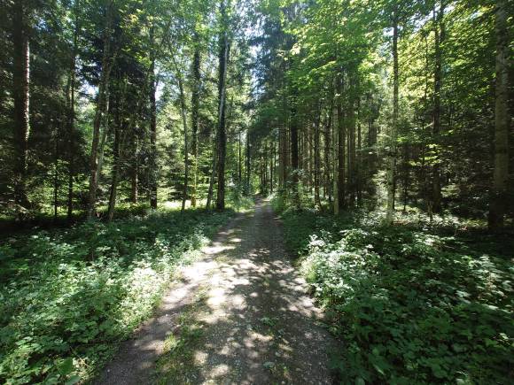 Landschaftsaufnahme Wald mit Weitwinkel