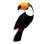 Toucan