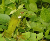 Leguan getarnt im Busch