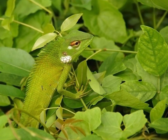 Leguan getarnt im Busch 