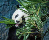 Pandabär frisst Bambus