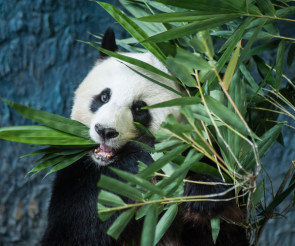 Pandabär frisst Bambus 