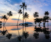 Palmenstand im Sonnenuntergang