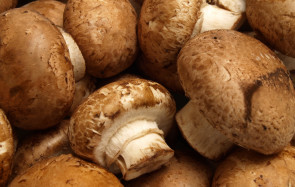 Champignons als Graphit-Ersatz 