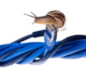 Schnecke auf LAN-Kabel