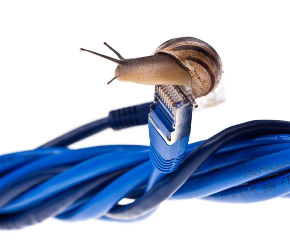 Schnecke auf LAN-Kabel 