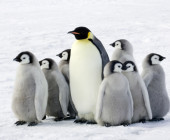 Pinguine im Eis