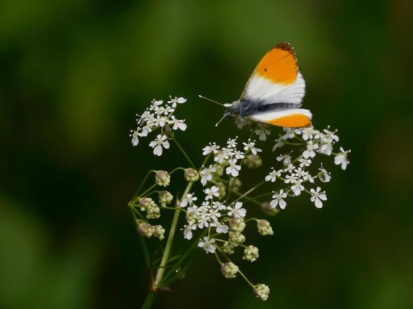 So bei Fotos von Blüten den Hintergrund verschwimmen lassen 