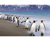 Pinguine