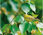 Vogel im Gestrüpp