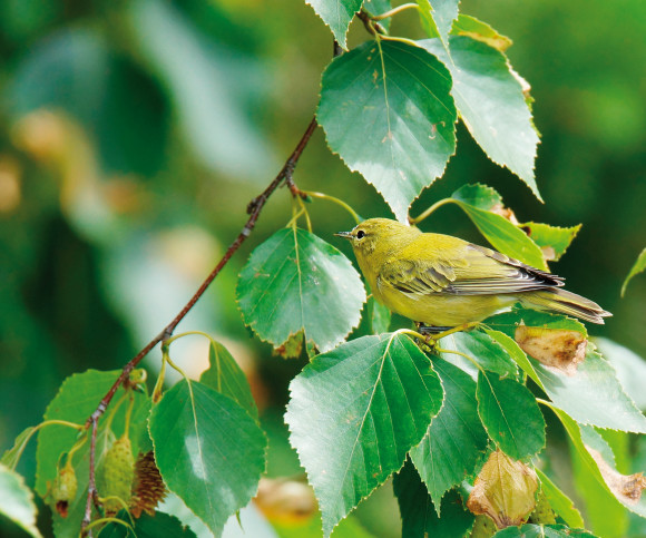 Vogel im Gestrüpp 